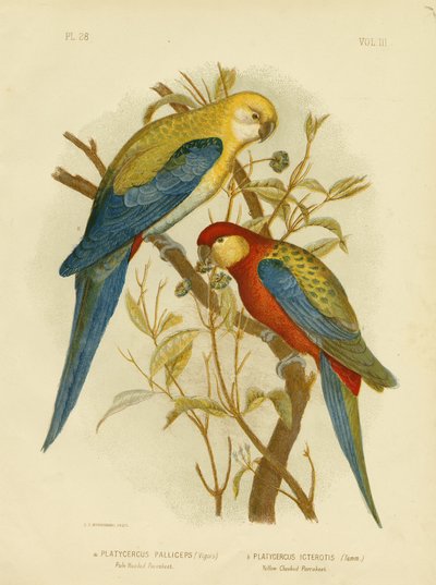 Pale-Headed Parakeet Or Pale-Headed Rosella, 1891 by Gracius Broinowski